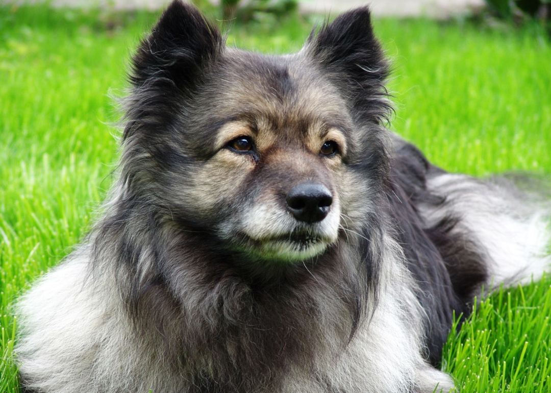 #16. Keeshond (tie)